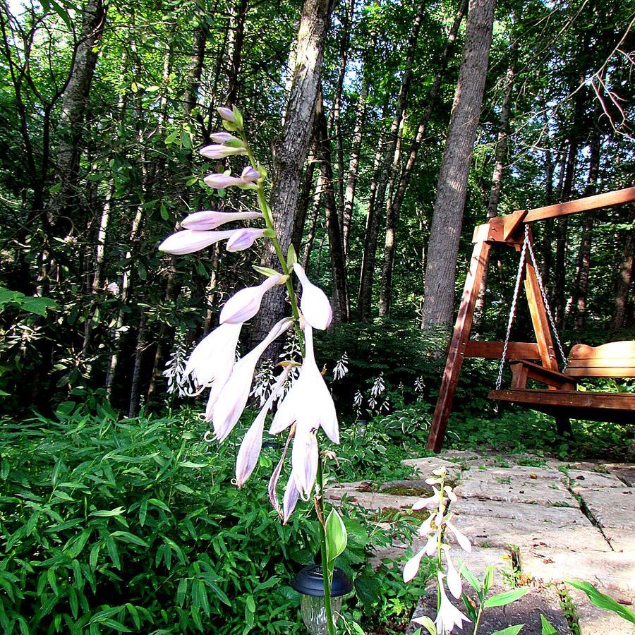 Red Leaf River Inn Waynesville Dış mekan fotoğraf