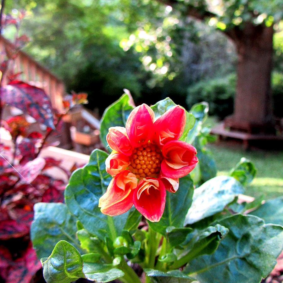 Red Leaf River Inn Waynesville Dış mekan fotoğraf